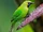 Blue-winged Leafbird