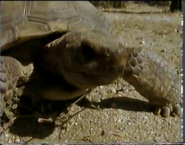 Desert Song (1998)