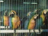 Jet Set Wildlife (1984)