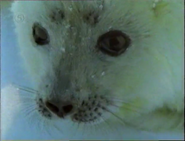 Polar Bear! (1988)