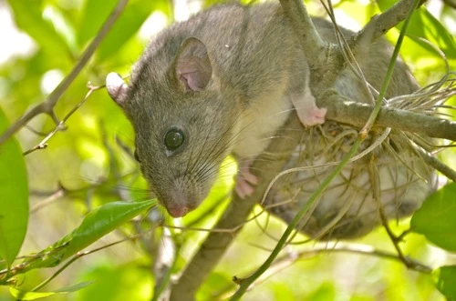 Allegheny Woodrat | NatureRules1 Wiki | Fandom