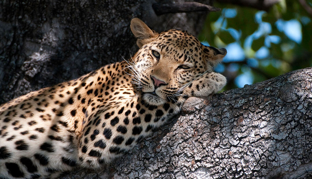 African Leopard | NatureRules1 Wiki | Fandom