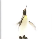 Amazing Animals (1996-1999)