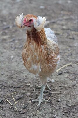 Araucana