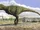 Aucasaurus