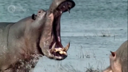 Beautiful Serengeti (2017)
