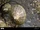 Common Limpet