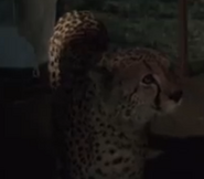 Mogamo (1953)