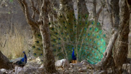 Monkey Kingdom (2015)
