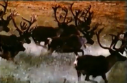 Sauvage Et Beau (1984)