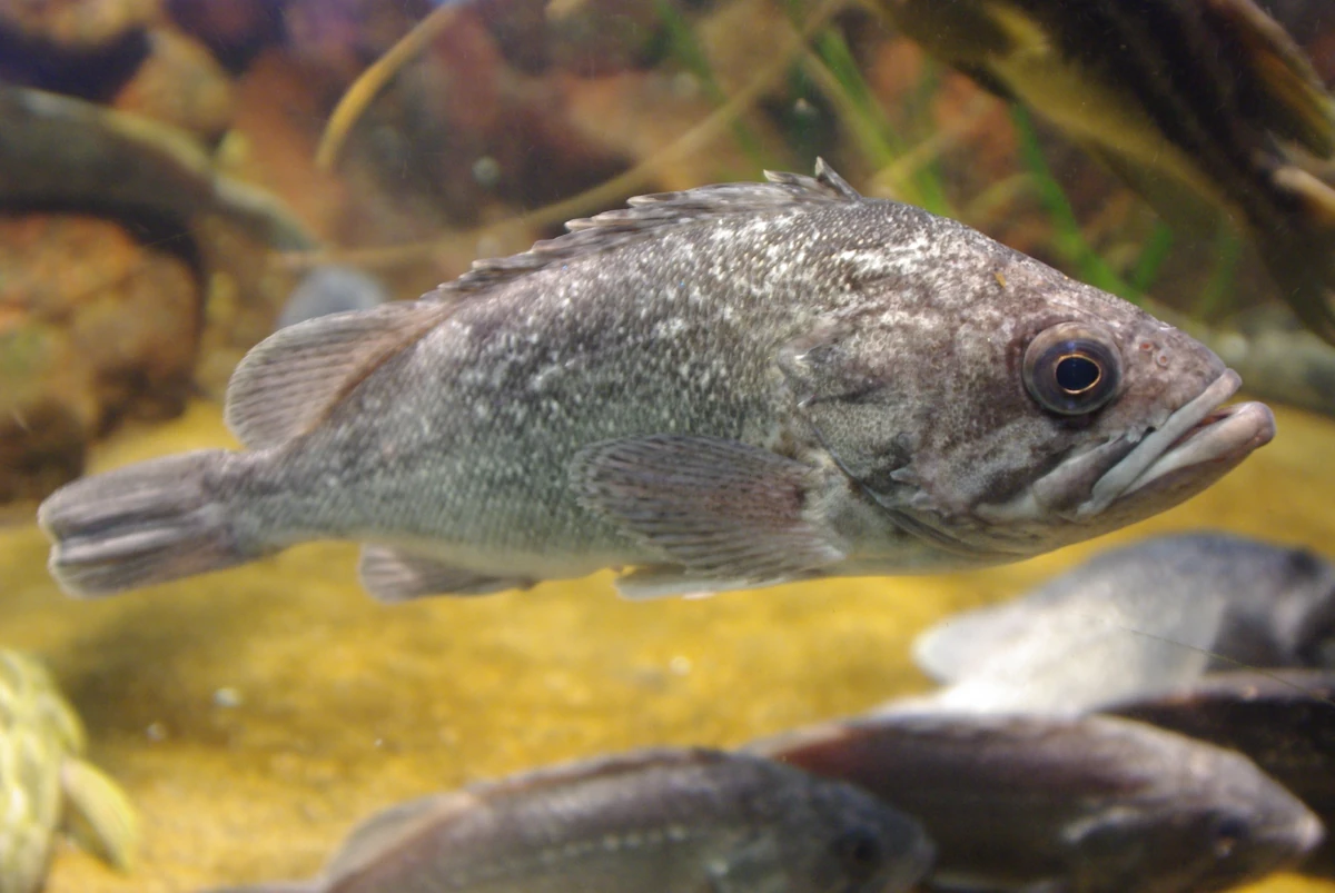 Korean Rockfish NatureRules1 Wiki Fandom