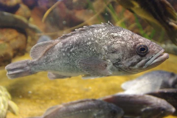Korean Rockfish | NatureRules1 Wiki | Fandom
