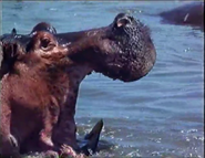 Wildlife on One (1977-2005)