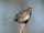 Bachman's Sparrow