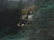 Animal Olympians (1981)