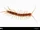 Brown Centipede