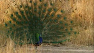 Dynasties (2018)