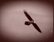 Eyewitness (1994-1997)