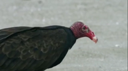 Hostile Planet (2019)