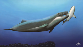 Janjucetus