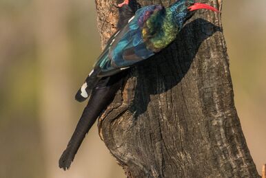Giant Kingfisher, NatureRules1 Wiki