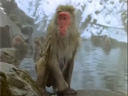 Animal Winter Games (2006)