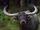 Wild Water Buffalo