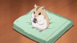 Campbell's Dwarf Hamster, NatureRules1 Wiki