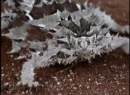 Kratts' Creatures (1996)