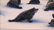Norm of the North (2016)