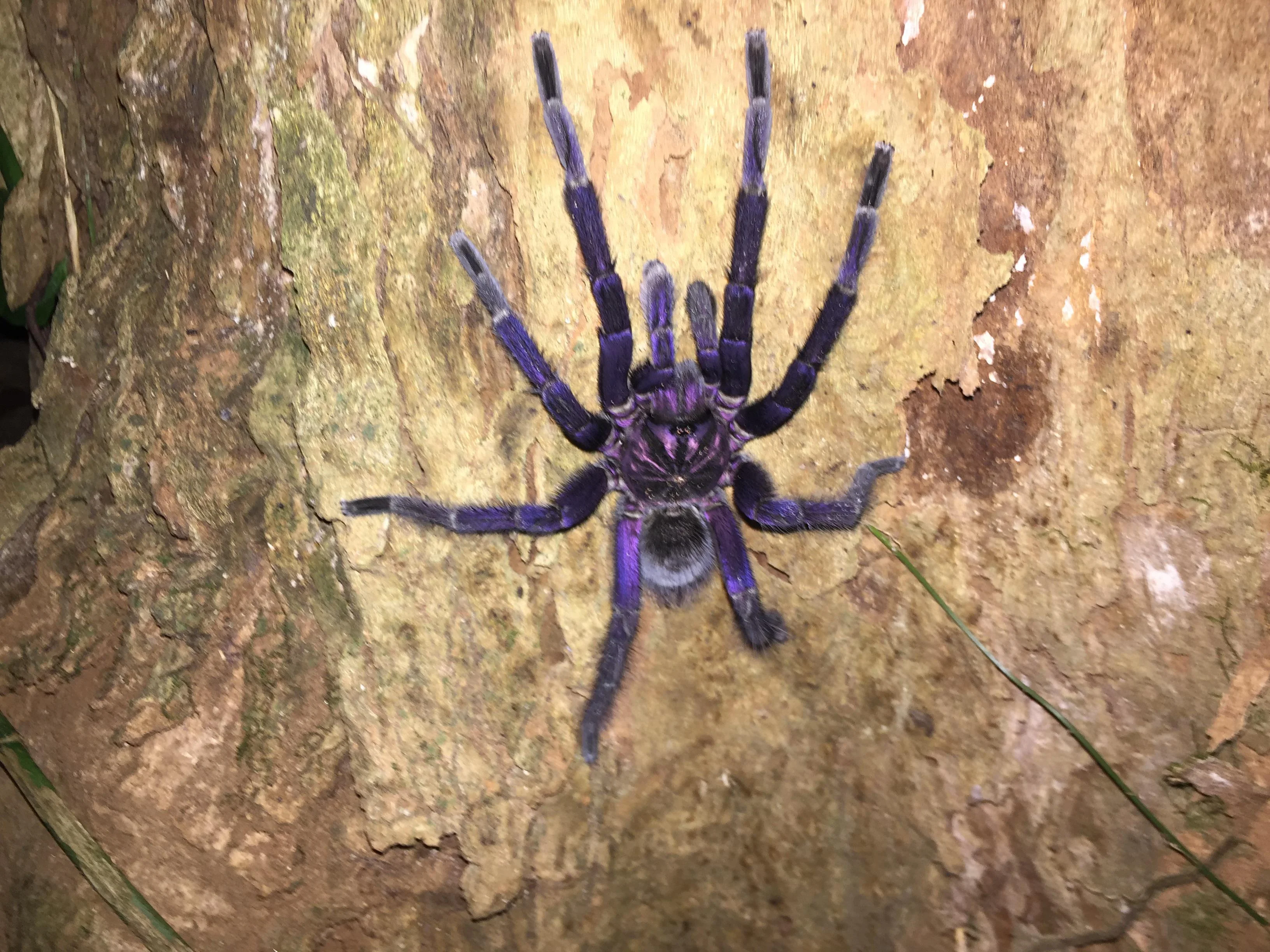 ecuadorian purple tarantula