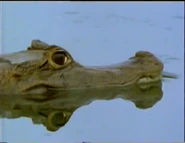 Vampires, Devilbirds and Spirits (1993)