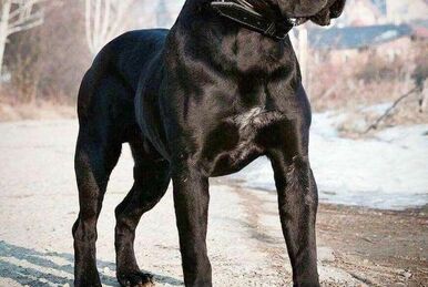 Cane Corso, NatureRules1 Wiki