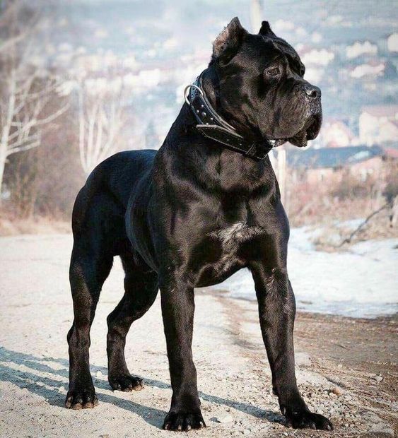 Cane Corso - Wikipedia