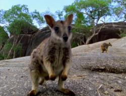 Black-flanked Rock Wallaby, NatureRules1 Wiki