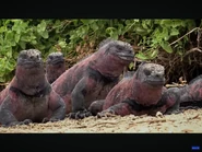 Dino Birds (2025)