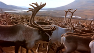Great North (2001)