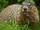 Groundhog