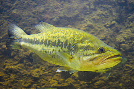 Largemouth Bass, NatureRules1 Wiki