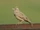 Crested Lark