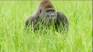 My Congo (2016)