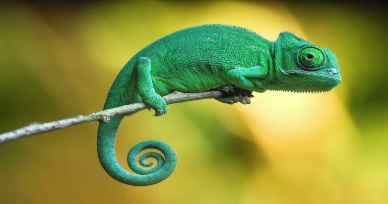 Chameleon, Wiki