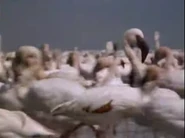 Serengeti Diary (1989)