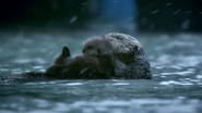 Snow Animals (2018)
