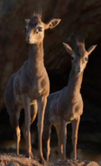 Kirk's Dik-dik