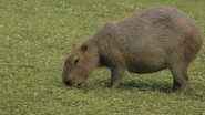 Zoo Clues (2013)