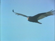 A Desert Place (1976)