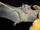 Jamaican Fruit Bat