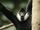 Northern White-cheeked Gibbon