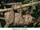Linnaeus's Two-toed Sloth